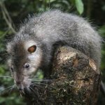 Die größte Ratte der Welt: Fotos von riesigen und seltenen Individuen