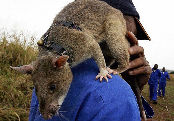 Cel mai mare șobolan din lume: primele 5 cele mai mari rozătoare