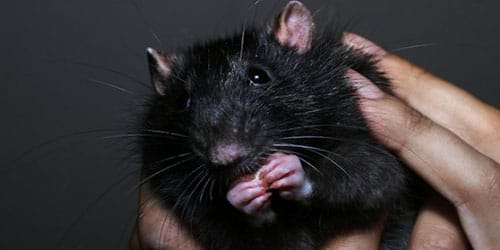 Den största råttan i världen: topp 5 största gnagare