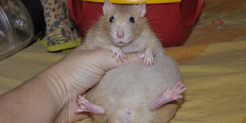 Den största råttan i världen: topp 5 största gnagare