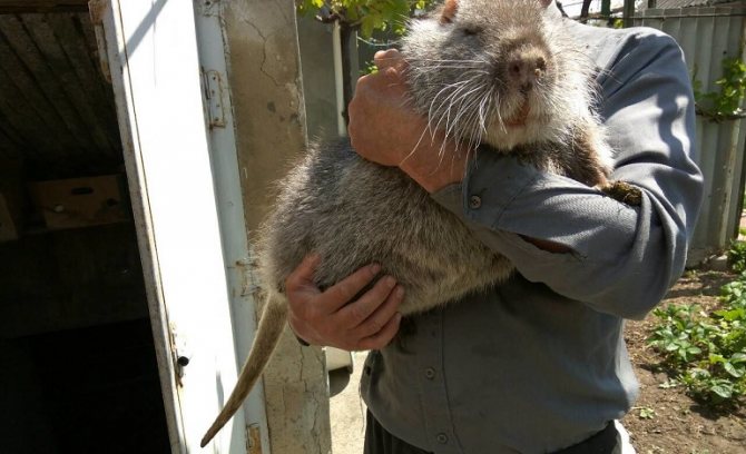 Cel mai mare șobolan din lume: primele 5 cele mai mari rozătoare
