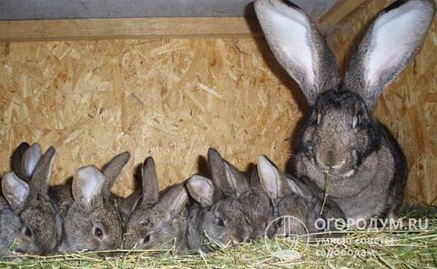 A female can lead more than a dozen young rabbits in a litter