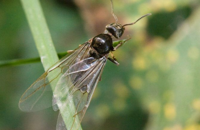 женска мравка