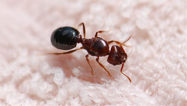 fourmi femelle