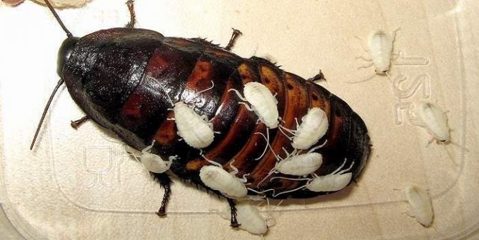 Женски съскащ хлебарка