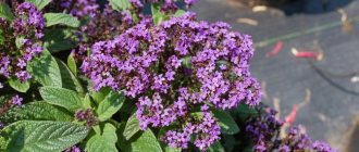 The very name heliotrope literally translates as "one who turns after the sun."