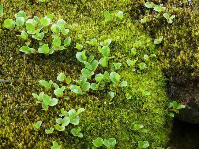 Cel mai mic copac din lume Salcie de plante