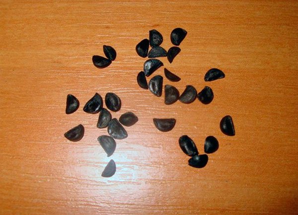 Self-Obtained Zephyranthes Seeds