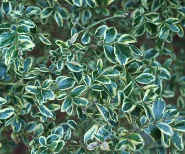Indoor boxwood (home): photo, home care
