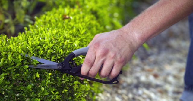 Boxwood: frost resistance, whether it is necessary to cover for the winter, how it hibernates