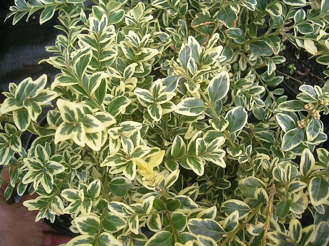 Boxwood in Siberia and the Urals: planting and care