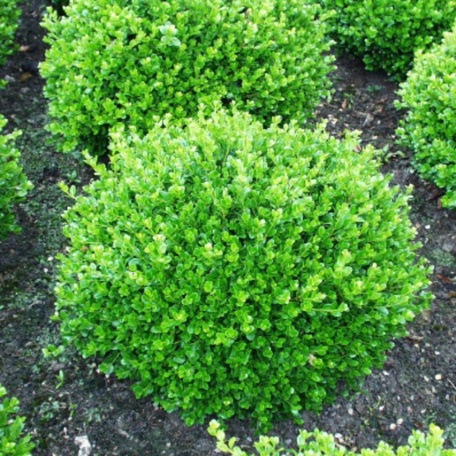 Boxwood in Siberia and the Urals: planting and care