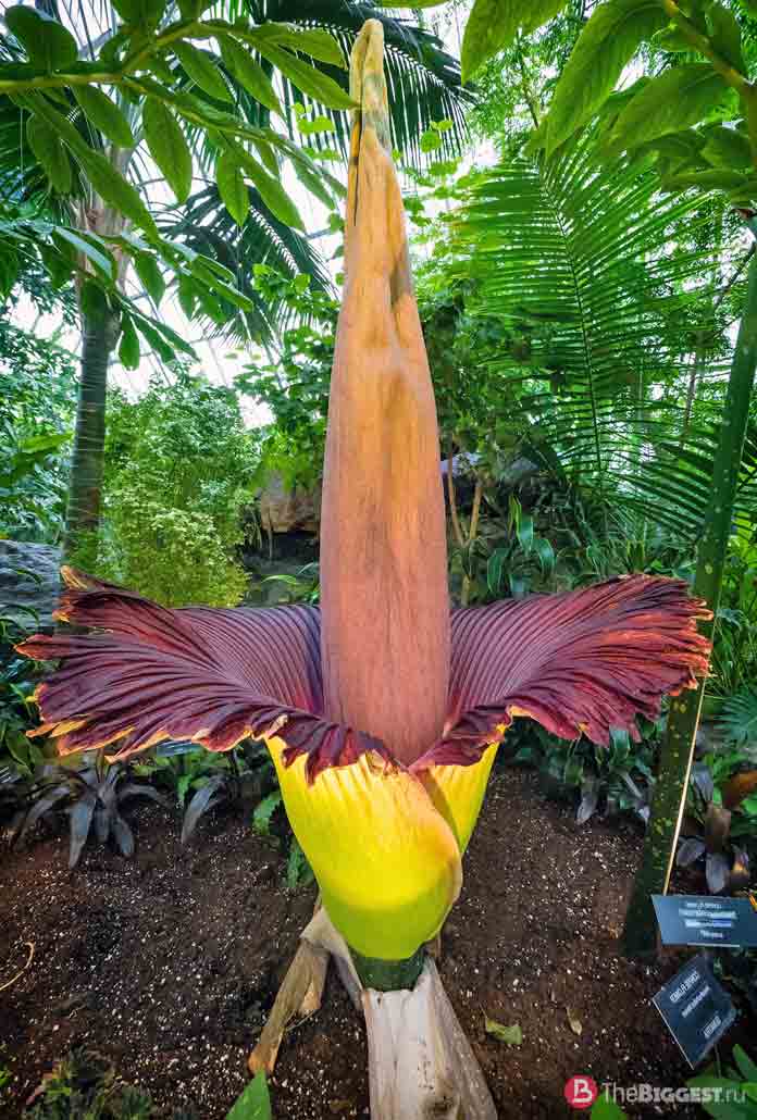 Най-големи растения: Amorphophallus titanum