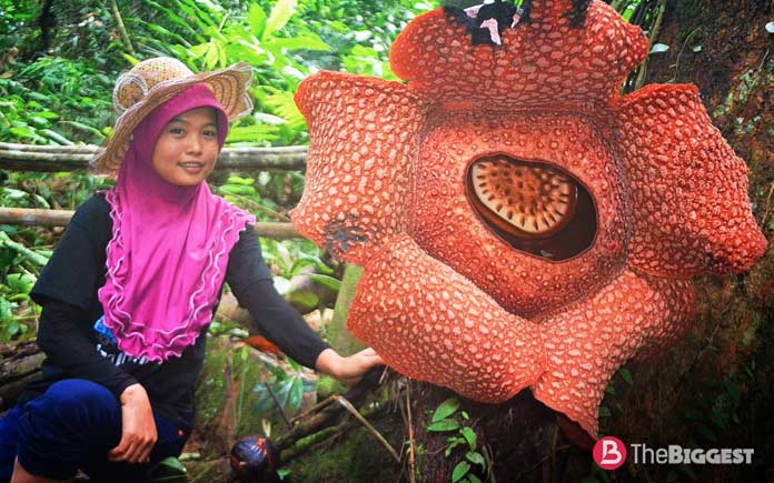 Най-големи растения: Rafflesia arnoldii