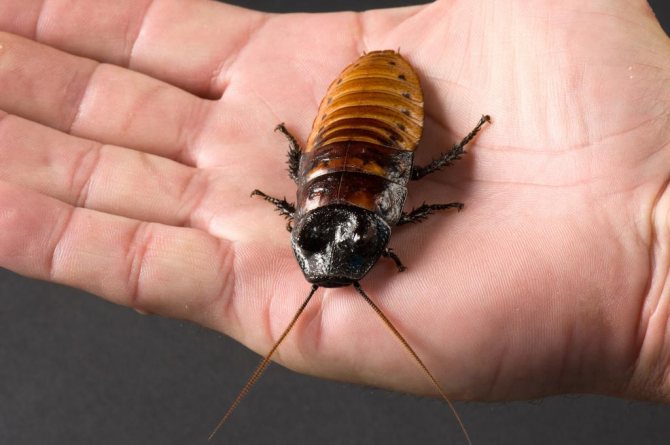 описание на най-големите хлебарки
