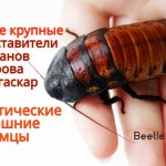 cei mai mari gândaci din lume