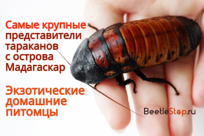 най-големите хлебарки в света