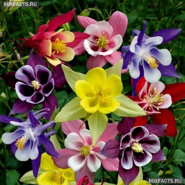 Най-красивите цветя в света - име със снимка