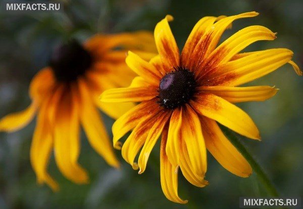 De vackraste blommorna i världen - namn med foto