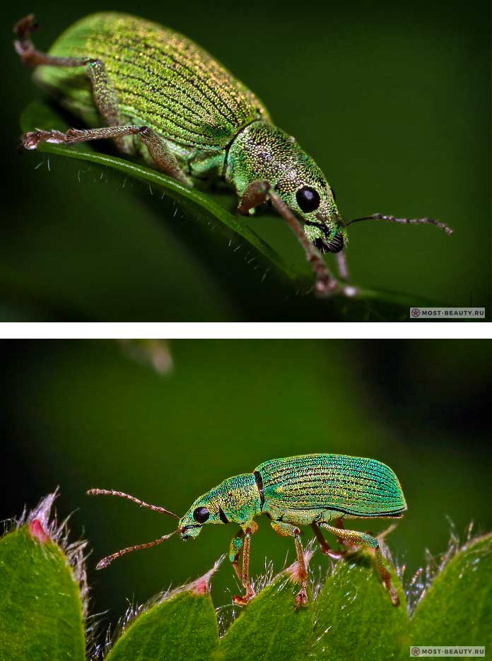 Weevil yang paling indah: Weevil perak