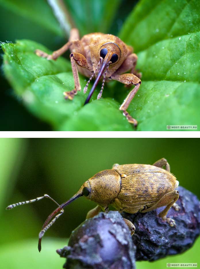 The most beautiful weevils: Nut fruit