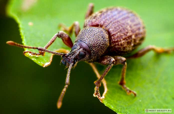 The most beautiful weevils: Apple creeper