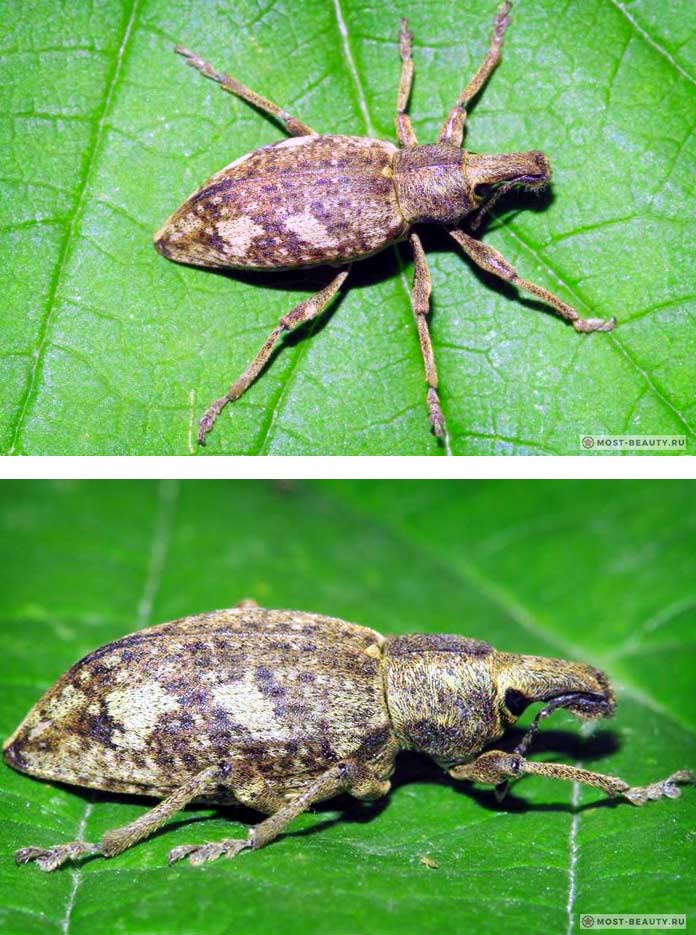 The most beautiful weevils: Trichalophus leucon