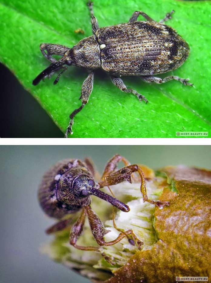 The most beautiful weevils: Apple blossom beetle