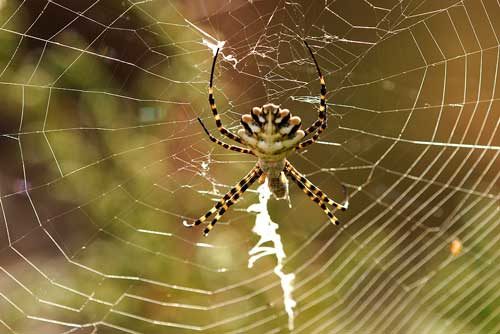 העכבישים היפים והחמודים ביותר בעולם - תמונות, שמות ותיאורים
