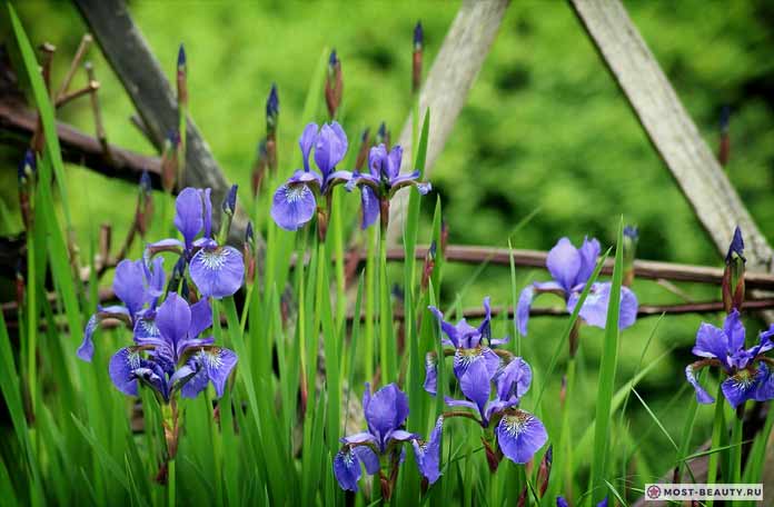 The most beautiful wildflowers: Irises (CC0)