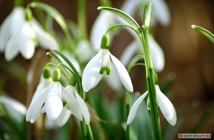 The most beautiful wildflowers: Snowdrop (CC0)