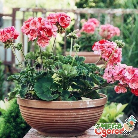 The most beautiful types of room geranium
