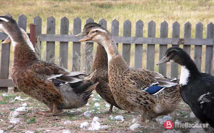 The largest breeds of ducks: Bashkir colored