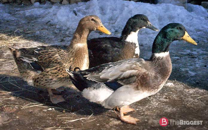 The largest breeds of ducks: Black white-breasted