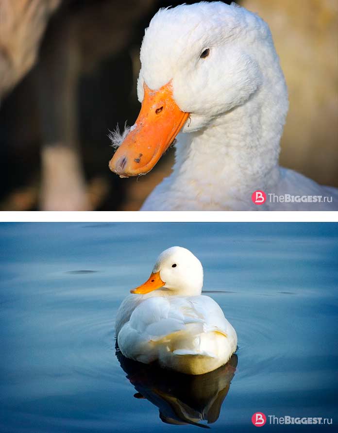 The largest duck breeds: Peking ducks. CC0