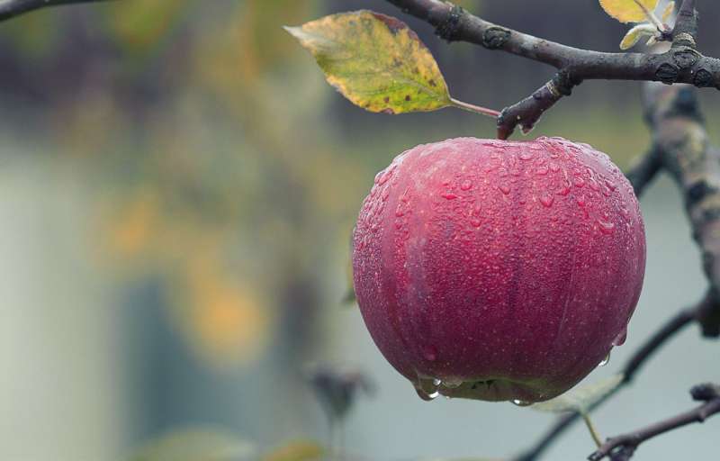 أفضل أنواع الخريف من أشجار التفاح - صورة مع وصف