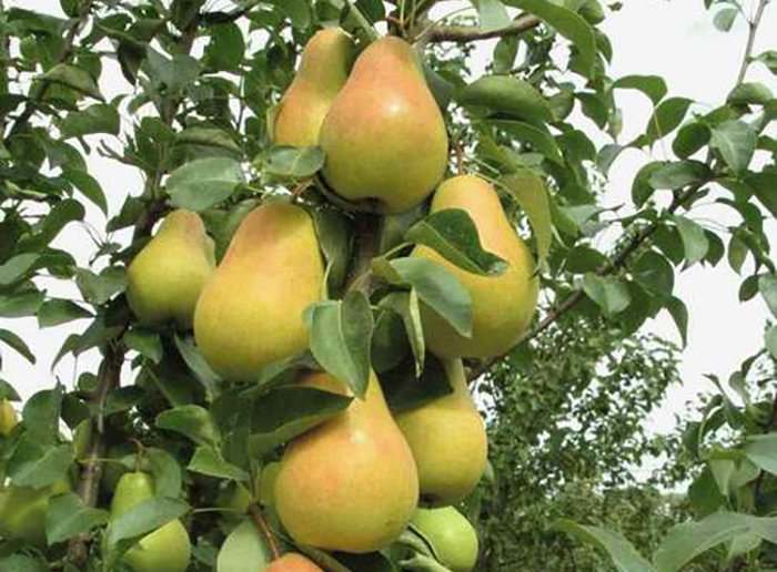 According to experts, the best varieties of columnar pears do not require intensive care.