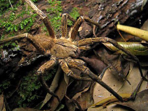 cele mai periculoase păianjeni din lume fotografii
