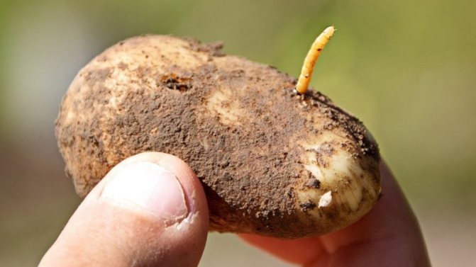 Най-опасните вредители на картофите и методите за справяне с тях