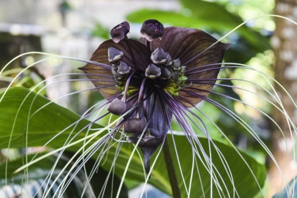 The rarest flowers in the world are unusual, fabulous. Photo