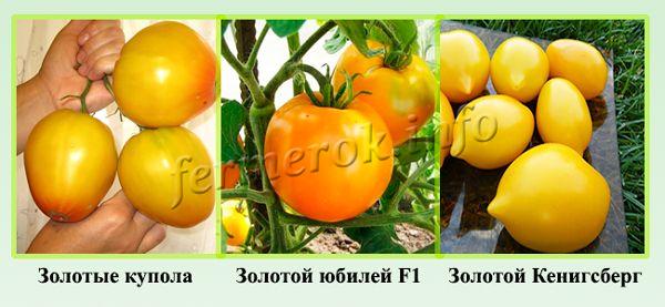 Най-продуктивните сортове жълти домати