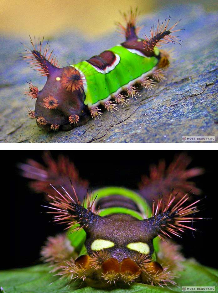Mest giftiga larver: sadel Caterpillar