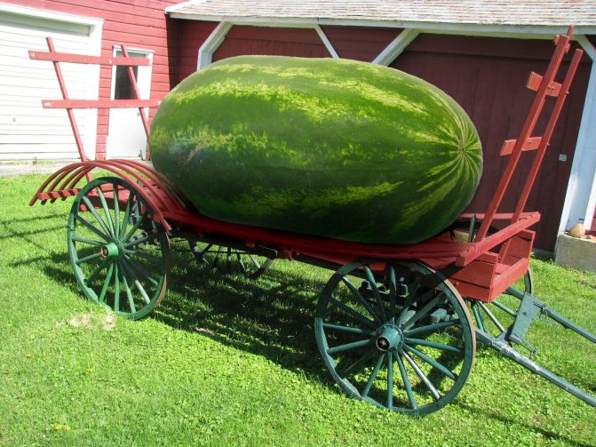 The largest watermelon