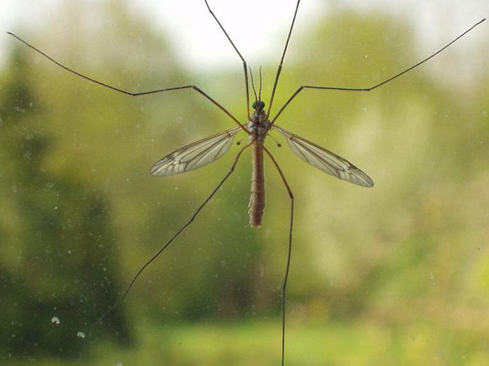 най-големият комар в света