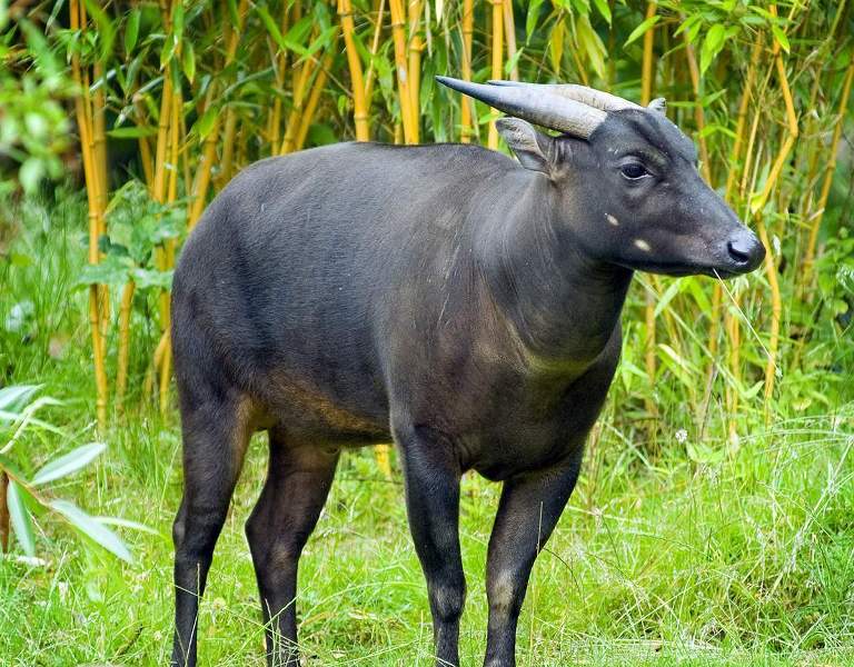 Den minsta buffeln i världen