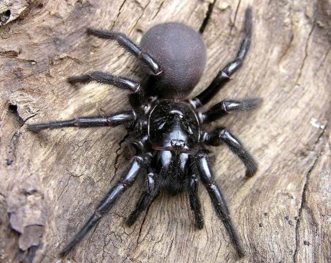 nejnebezpečnější fotka pavouka