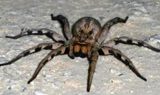 den farligaste spindeln