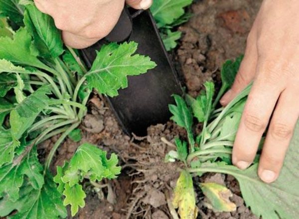Den enklaste och mindre mödosamma metoden för att odla koreanska krysantemum är att dela busken.