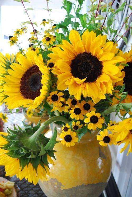Bunga yang paling cerah adalah bunga matahari hiasan: spesies, varieti, penanaman dan penjagaan