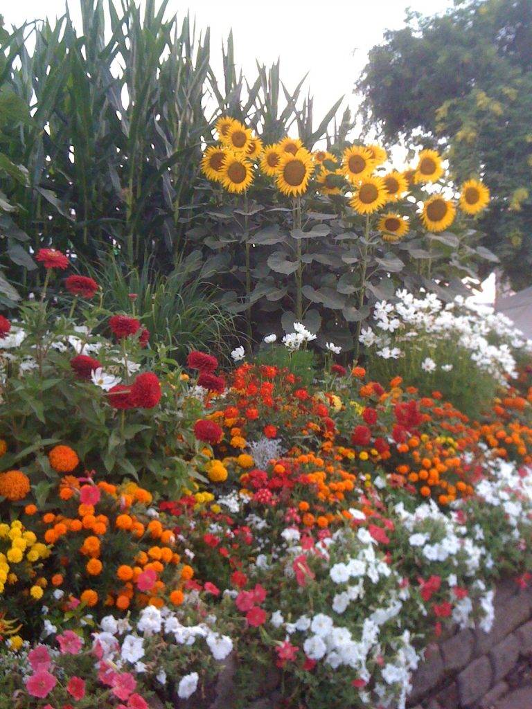 Bunga yang paling cerah adalah bunga matahari hiasan: spesies, varieti, penanaman dan penjagaan